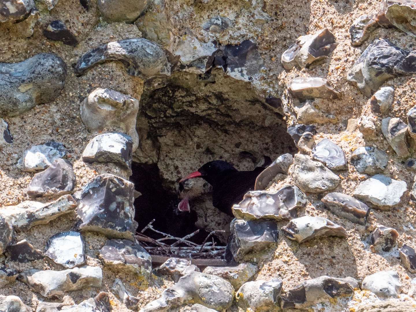 The chick is the first to be born in Kent in 200 years. Picture: Harding-Lee Media/Wildwood Trust