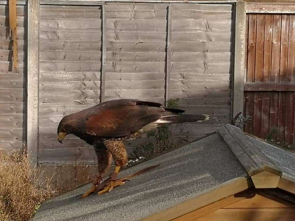 The Harris hawk on the chicken run