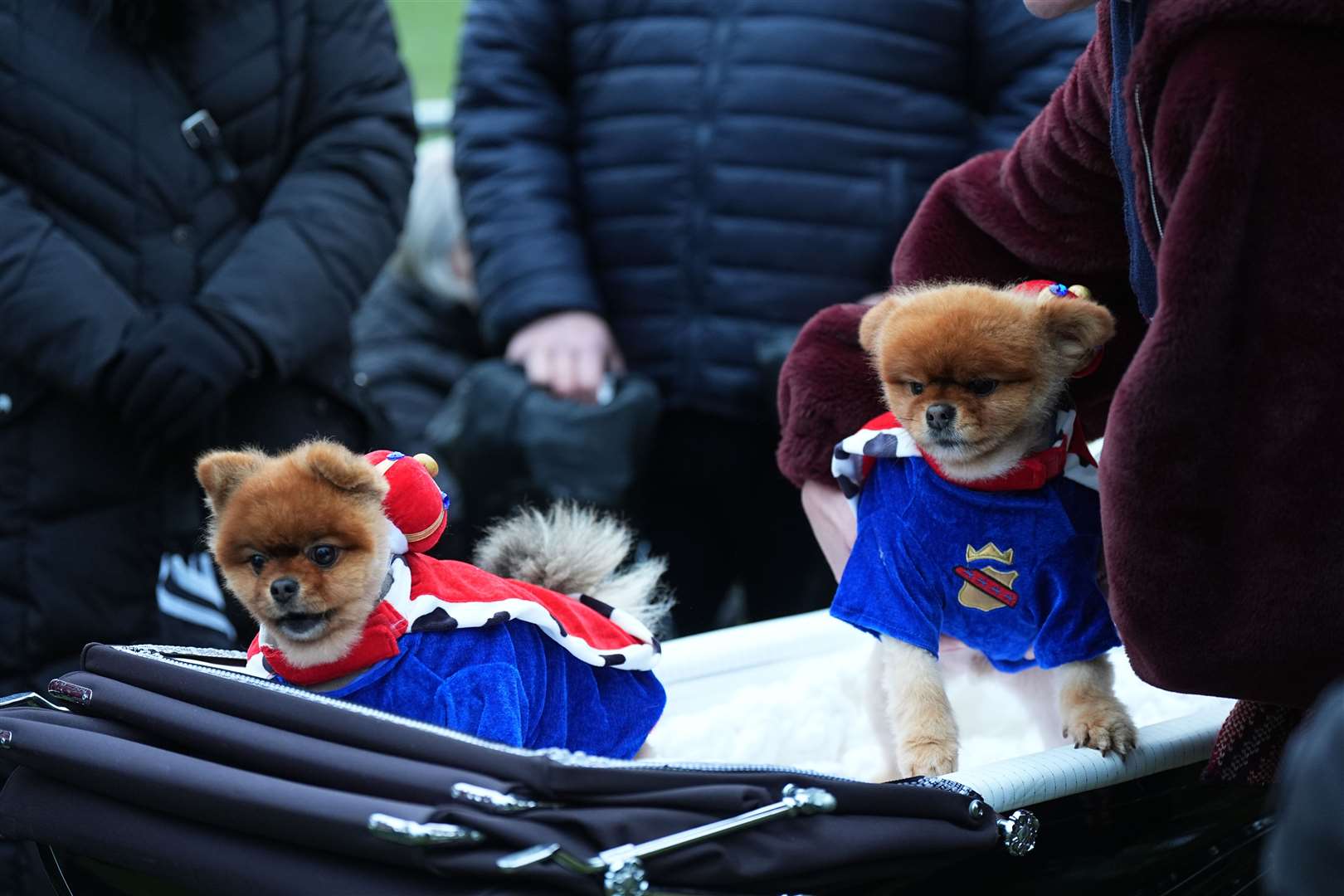 Pomeranians Peanut and Coco were waiting to see the royal family at Sandringham (Aaron Chown/PA)