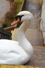 Swan