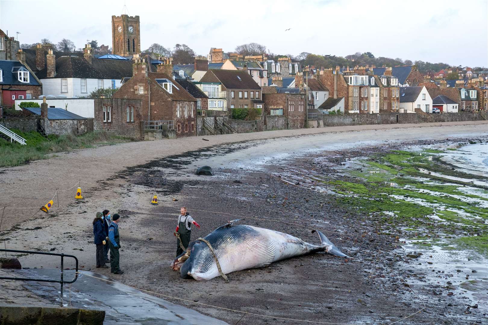 Last month, a minke whale washed up dead on a beach in North Berwick, East Lothian (PA)