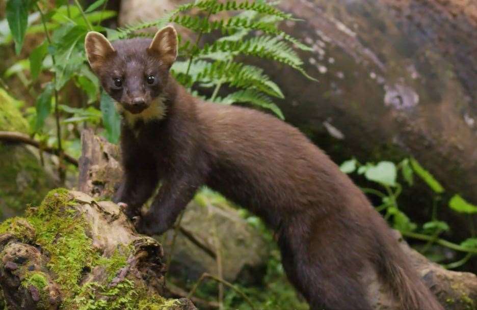 The pine martin could be re-introduced in Covert Wood