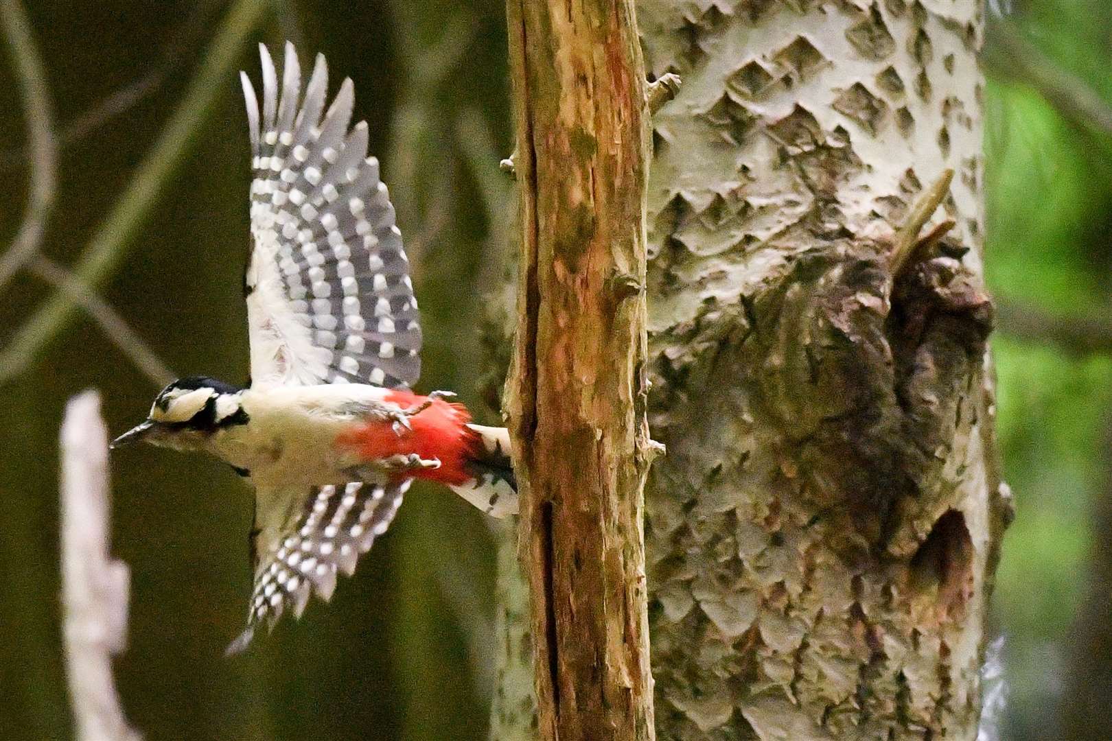 A great spotted woodpecker, one of a mating pair, flies off to forage for food for its chick inside a tree trunk in woods near Bristol (Ben Birchall/PA)