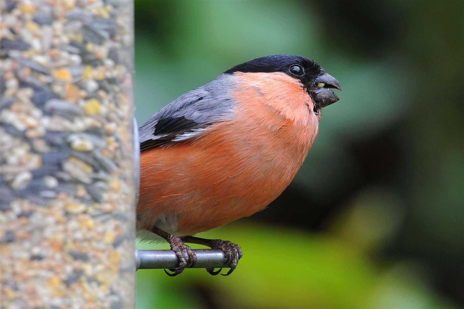 The report found bullfinch populations have increased as the climate has changed (Joe Giddens/PA)