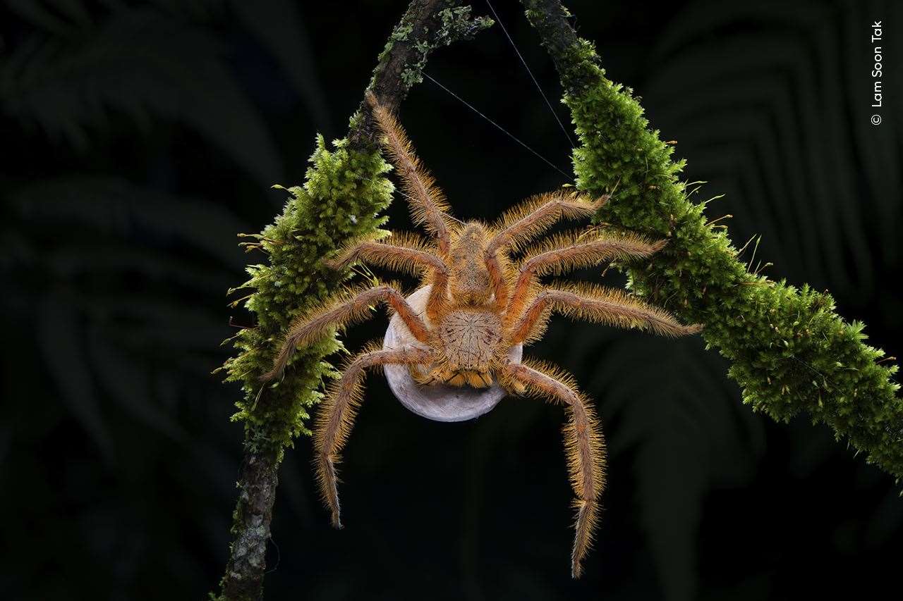 Lam Soon Tak spots a vibrantly coloured David Bowie spider carrying an egg sac (Lam Soon Tak/Wildlife Photographer of the Year)