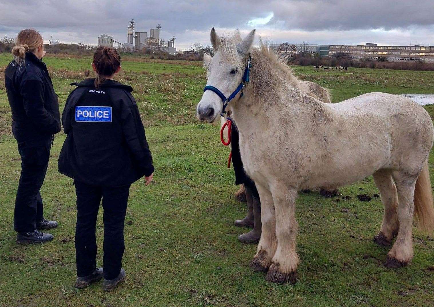 Two of the stolen horses were recovered in Gravesend. Picture: Kent Police