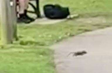 In the video a rat runs out onto the path at Victoria Recreation Ground in Canterbury