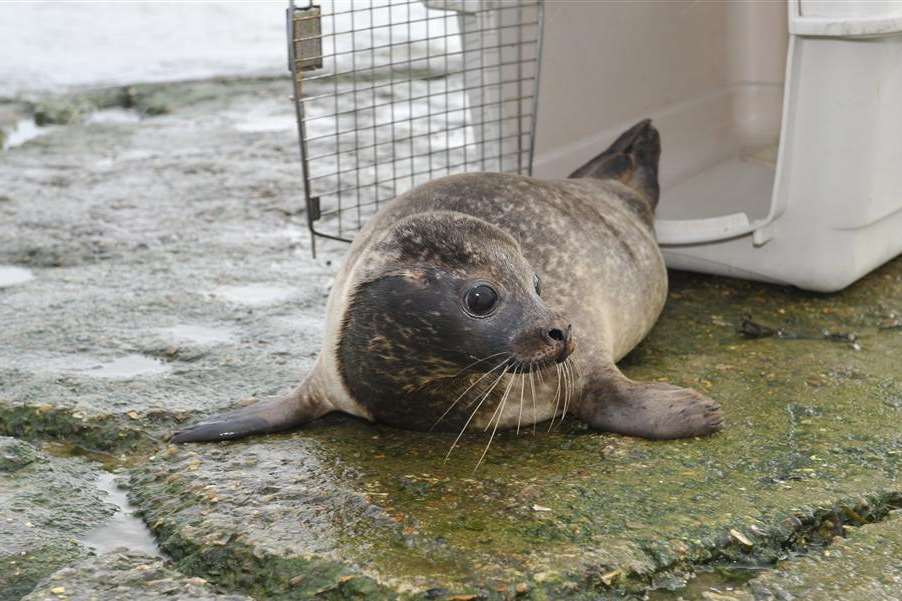 The seal pup takes a tentative look around before entering the water