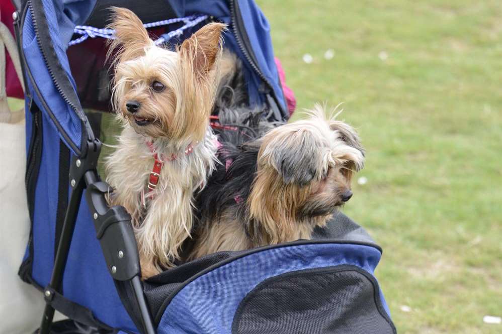 Tonbridge Fun Dog show,Sally and Pebbles who are Chalkies get a lift around the show
