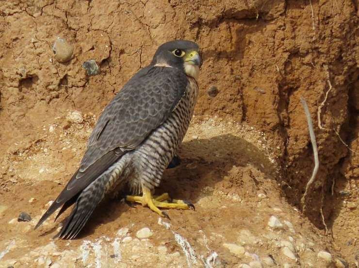 The peregrine falcon is the fastest bird in the world, and it's hoped the breed could soon be nesting in a Ramsgate church. Picture: Keith Ross