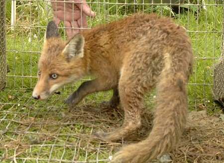 The egg-snatcher after being caught. Picture: Gary Browne