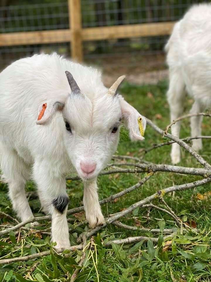 Six-month-old goat stolen from Harvel, near Meopham