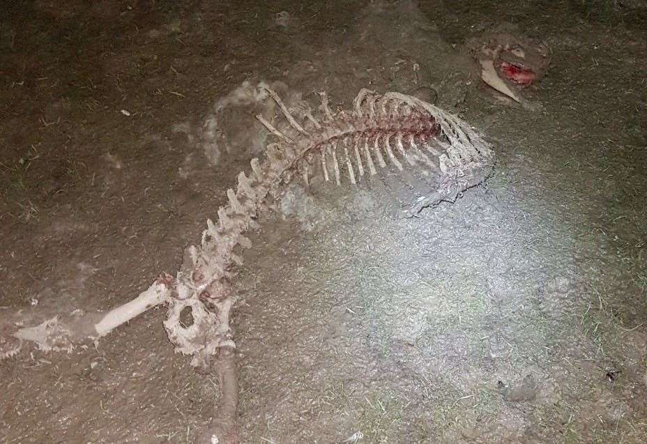 A largely decomposed calf carcass allegedly left in an open field at Little Oakhurst Brissenden Farm. (7182572)