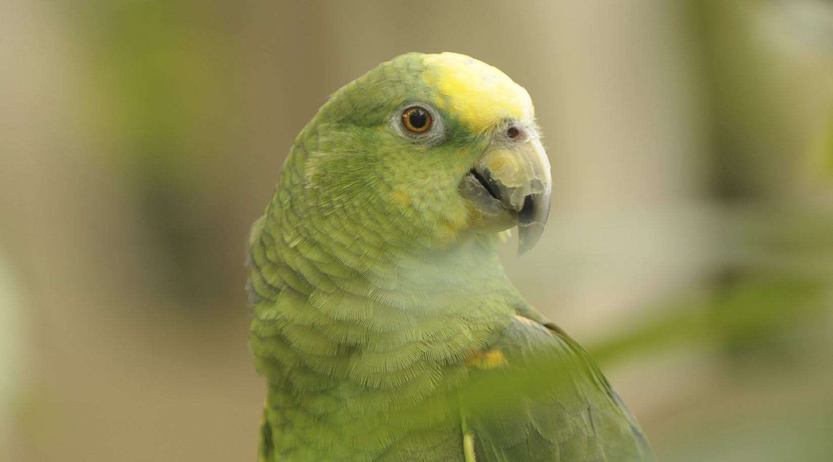 Complaints have also been made about how the parrots are treated at the shop. Stock photo by Getty Images / iStockphoto