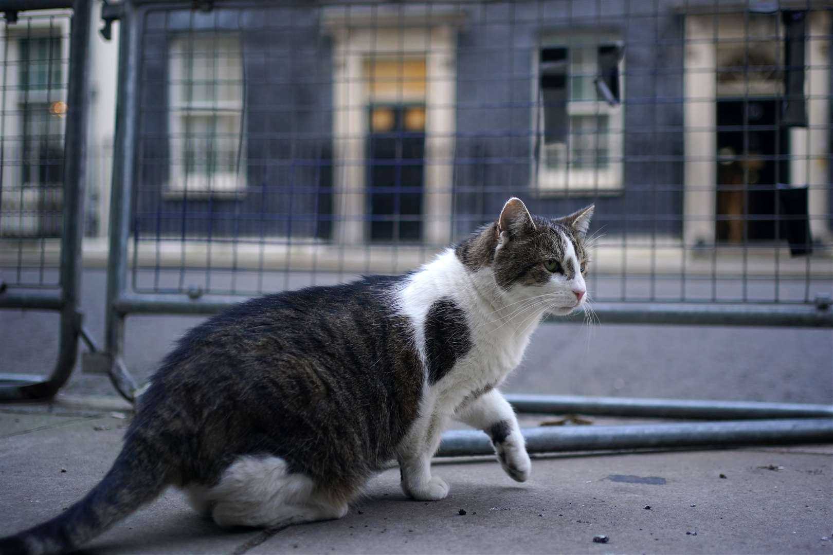 Larry the cat in Downing Street, London (Yui Mok/PA)