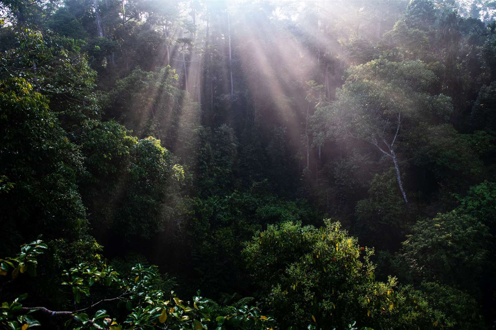 Rainforest in Borneo is threatened by palm oil production (Chris J Ratcliffe /WWF-UK/PA)