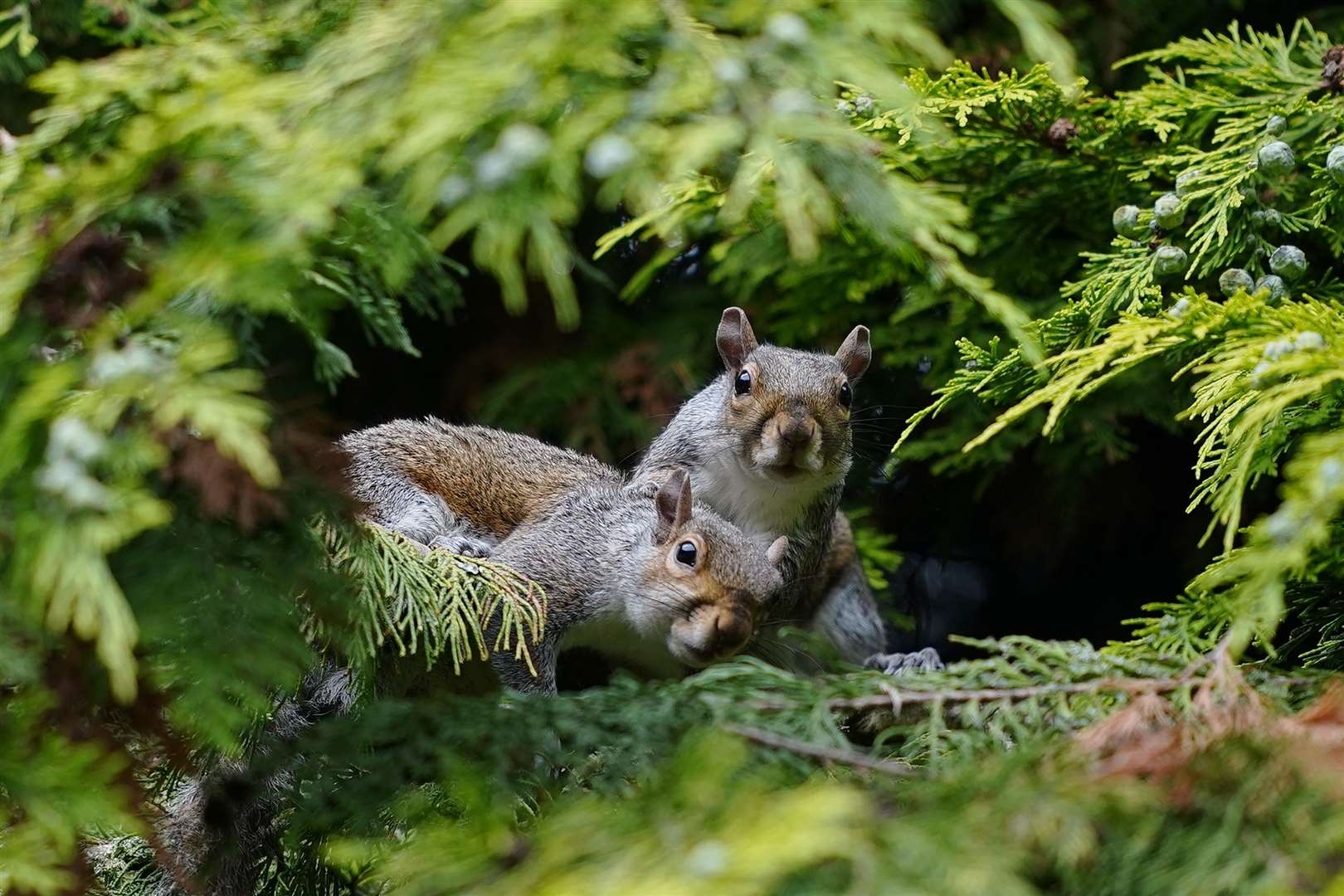 Grey squirrels in the trees in Liverpool’s Sefton Park (Peter Byrne/PA)