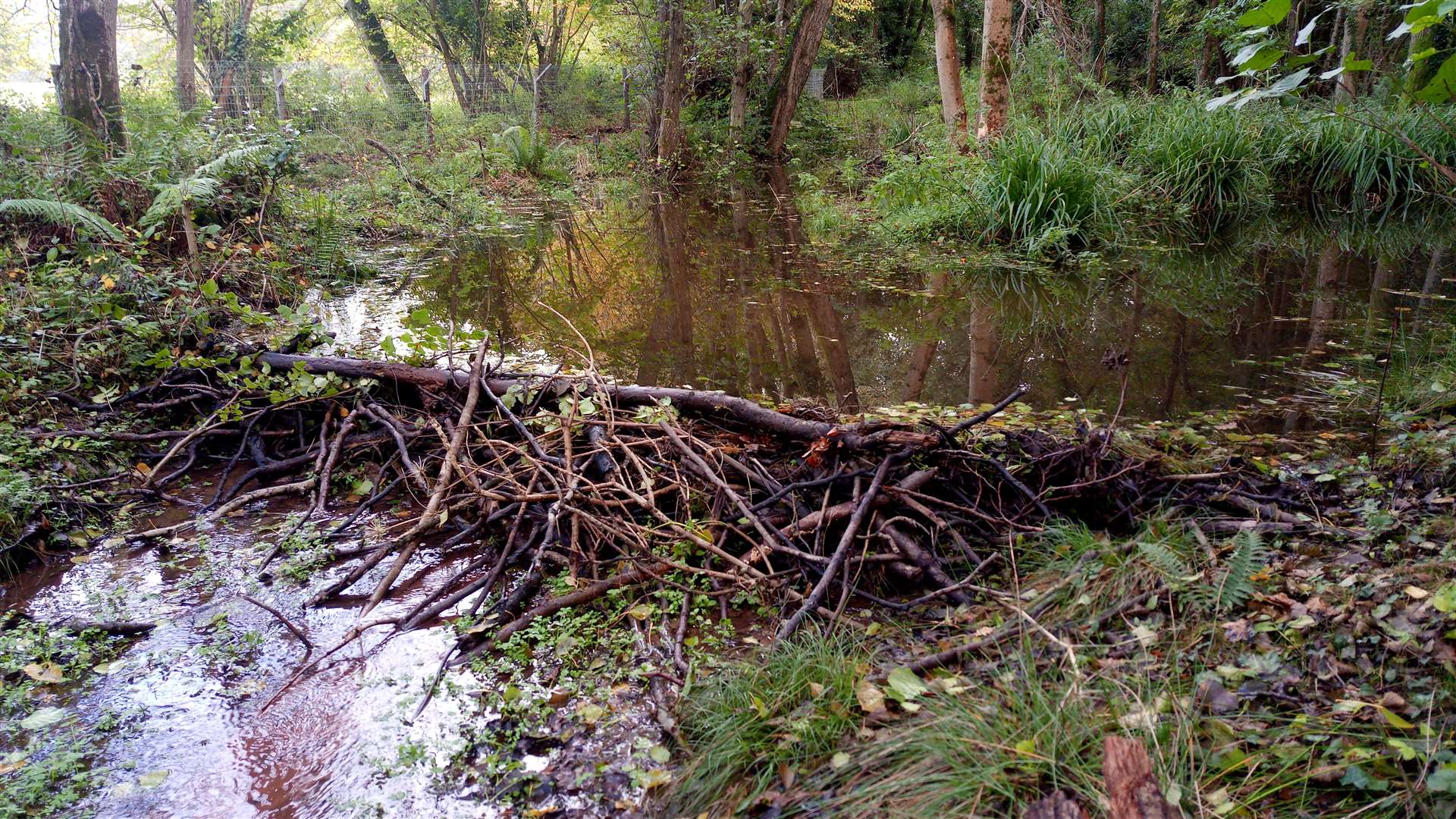 It is believed to be the first beaver dam on Exmoor for more than 400 years (National Trust)