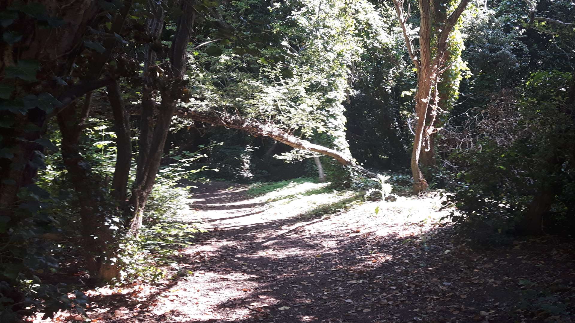 The body was discovered in a wooded area behind Forrester Close in Canterbury