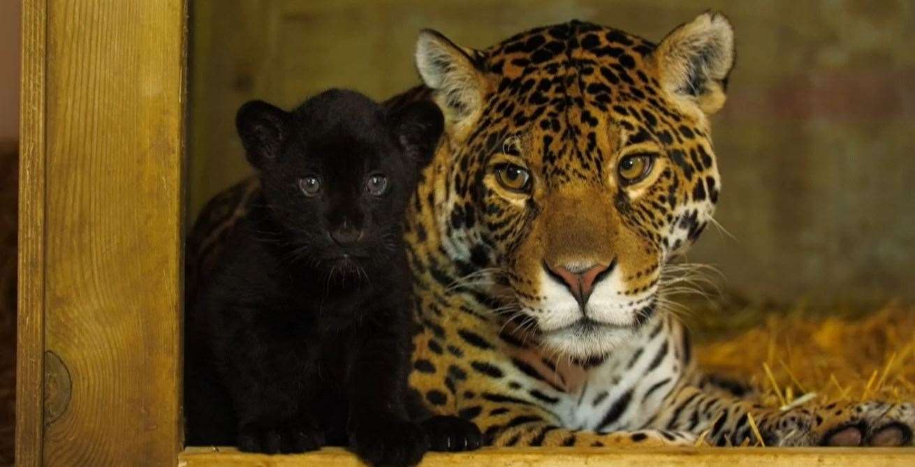 Big Cat Sanctuary at Smarden tickets for open days this summer