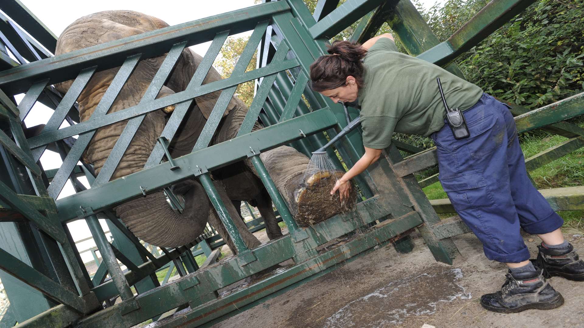 Elephant keeper Line Monange cleans Jums's feet