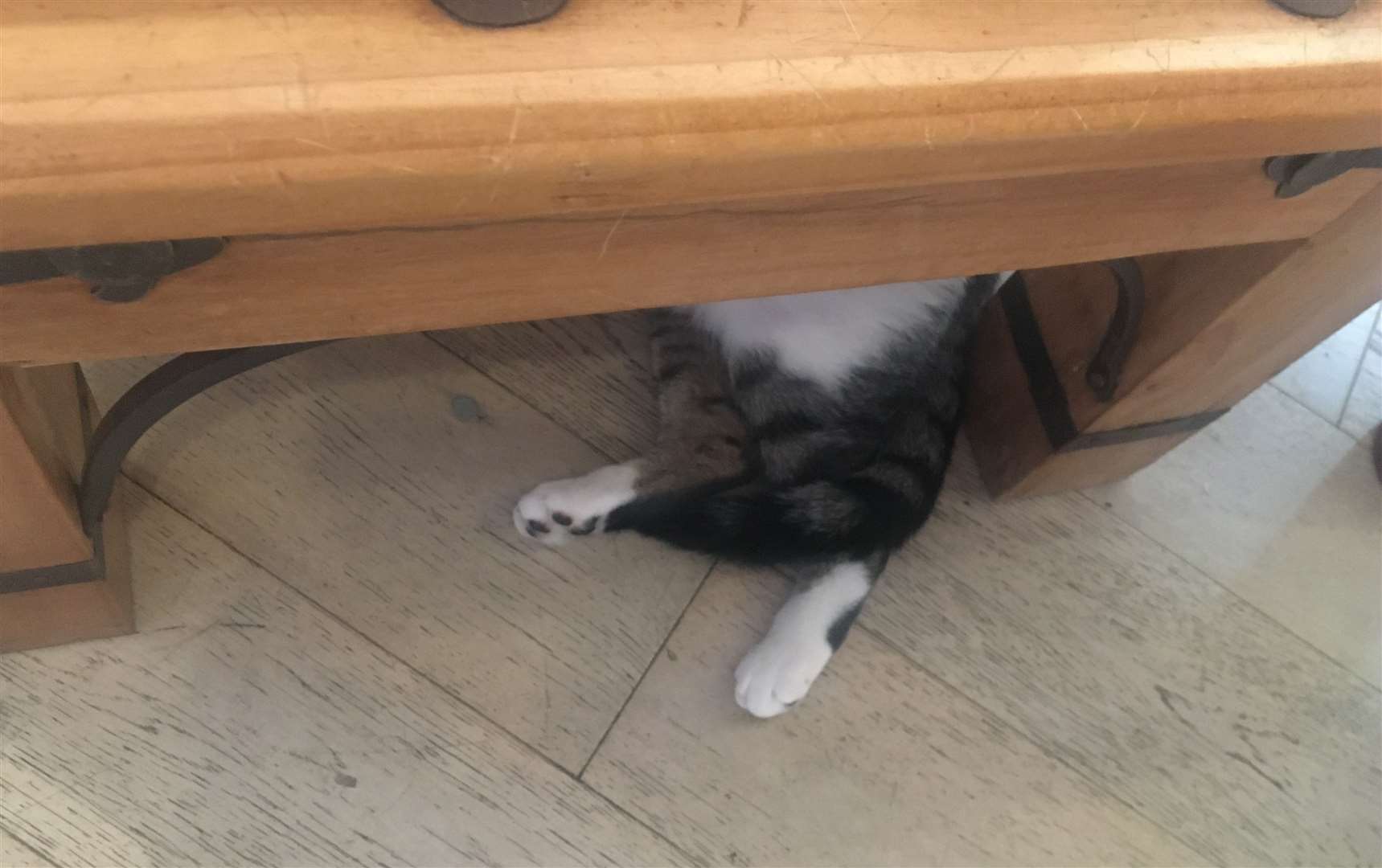 A cat sits under our table