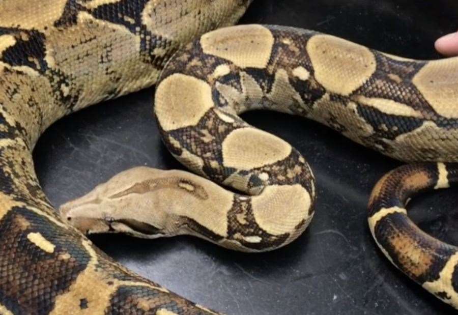 yellow boa constrictor largest