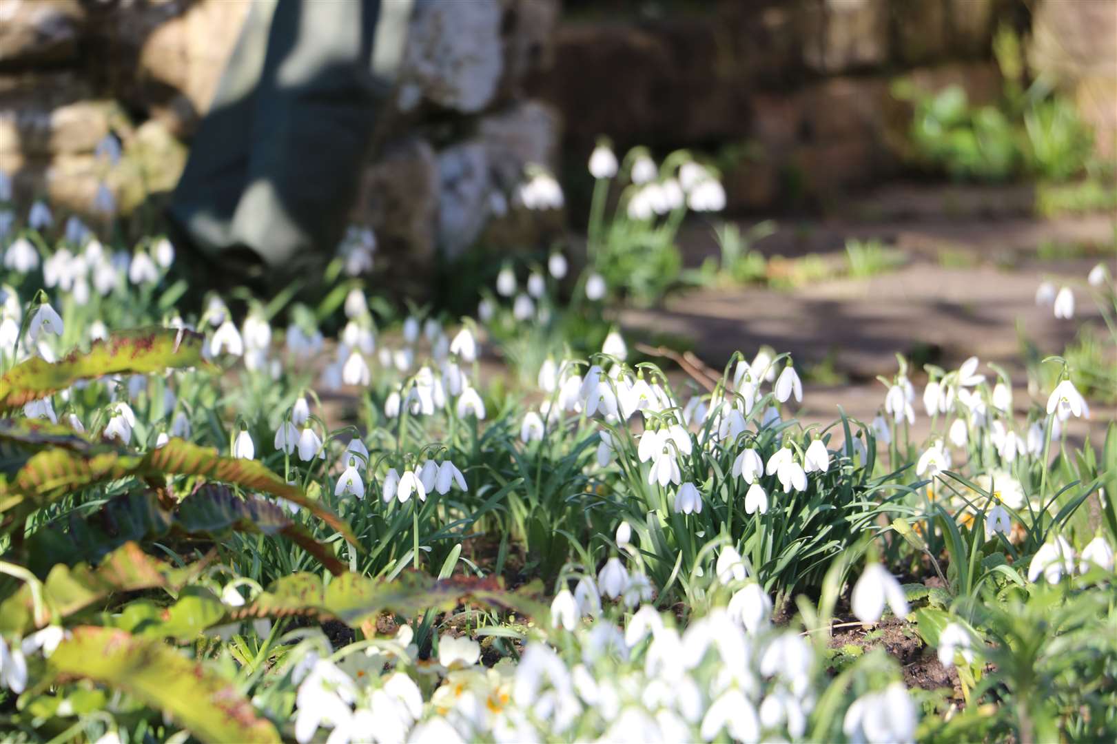 Snowdrops will be springing up in the grounds of Hever Castle and at sites across Kent Picture: Hever Castle and Gardens