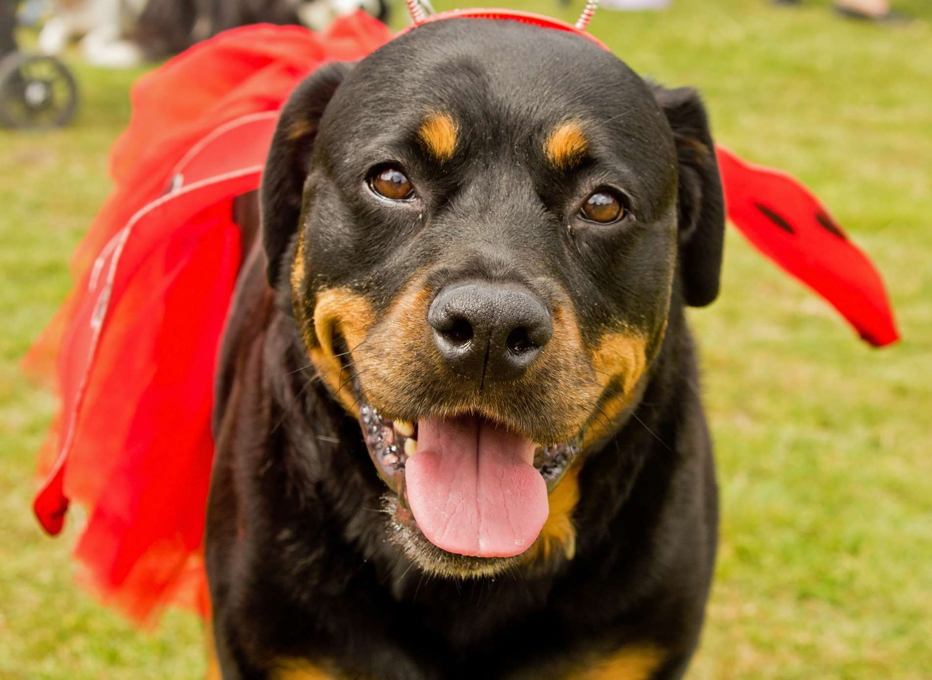 Leah the Rottweiler... or Lady Bird