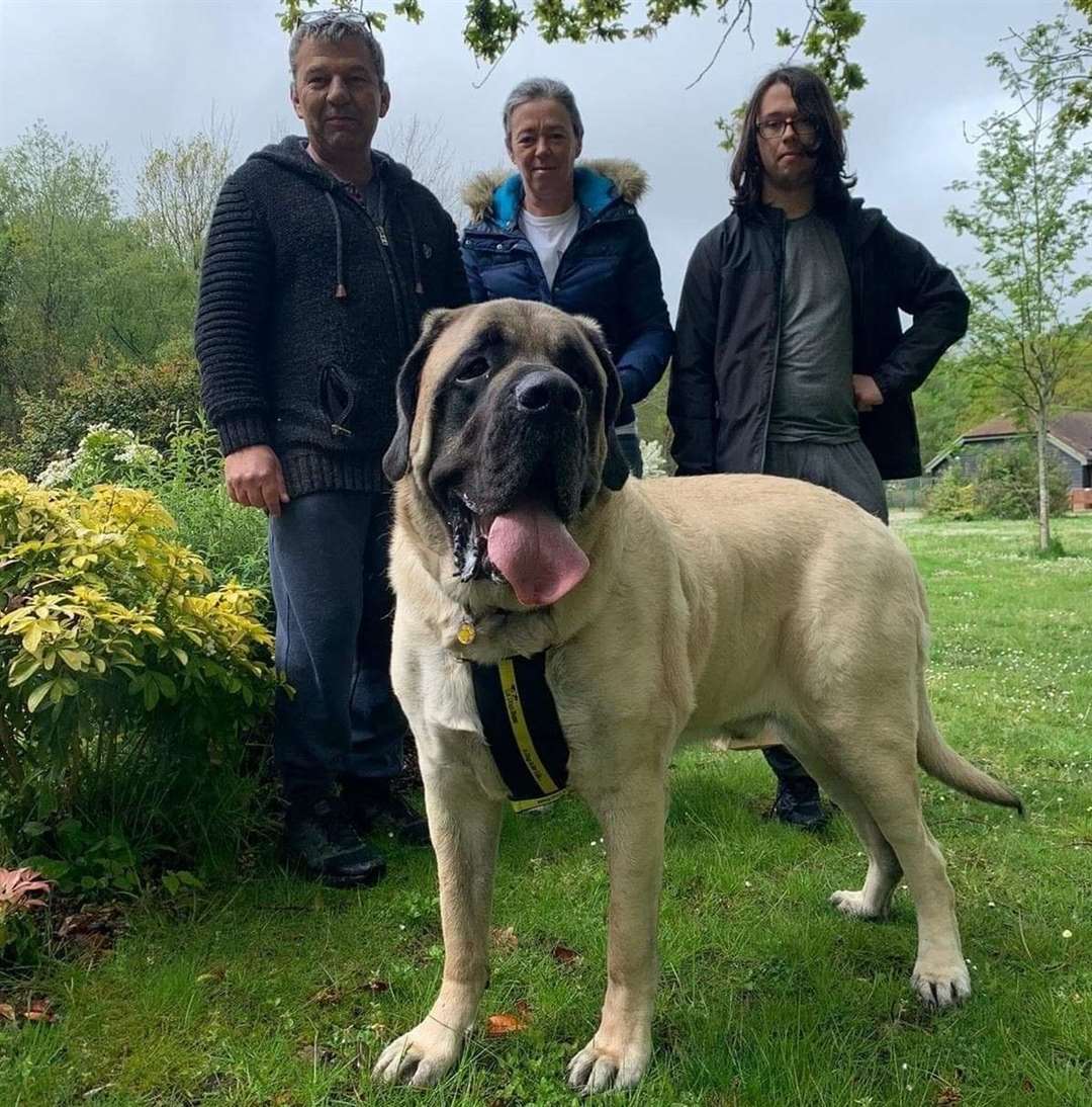 Biggest dog in 2025 the world english mastiff