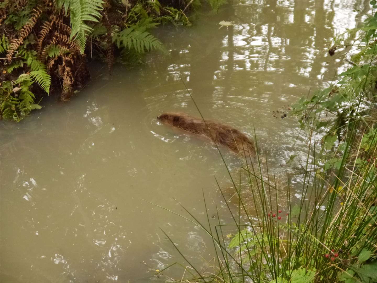 An adult beaver at Wild Ken Hill in Norfolk, where a kit has been captured on camera (Wild Ken Hill/PA)