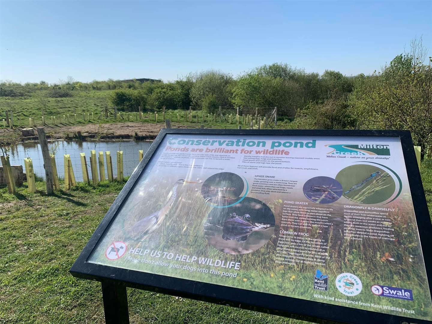 Wildlife pond Milton Creek Country Park, Sittingbourne