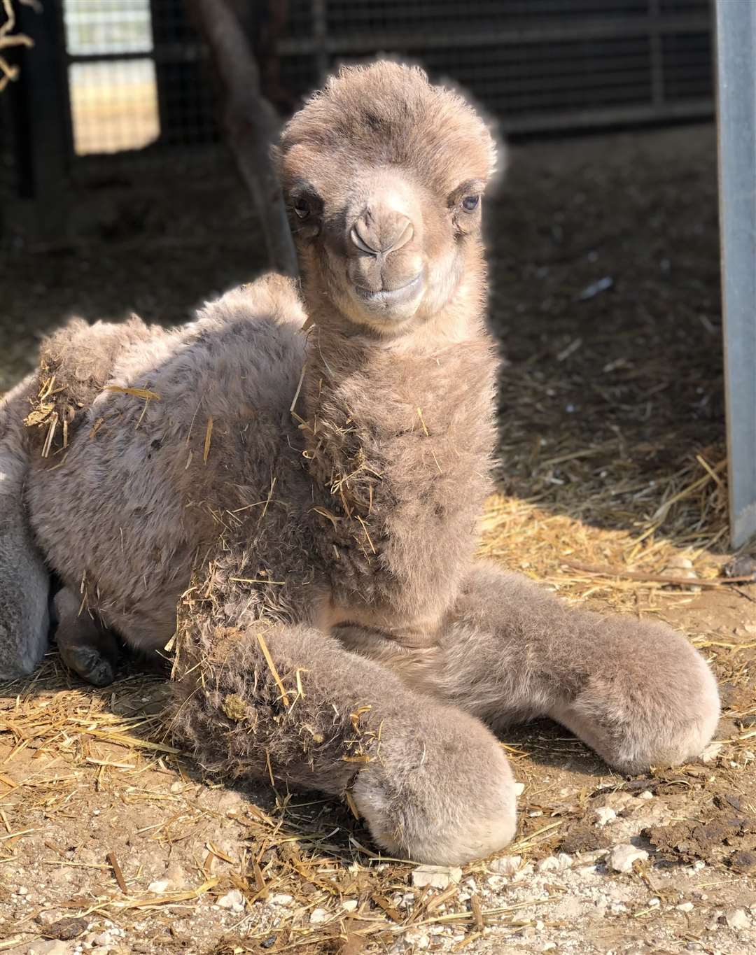 The new arrivals are Bactrian camels (Yorkshire Wildlife Park/PA)