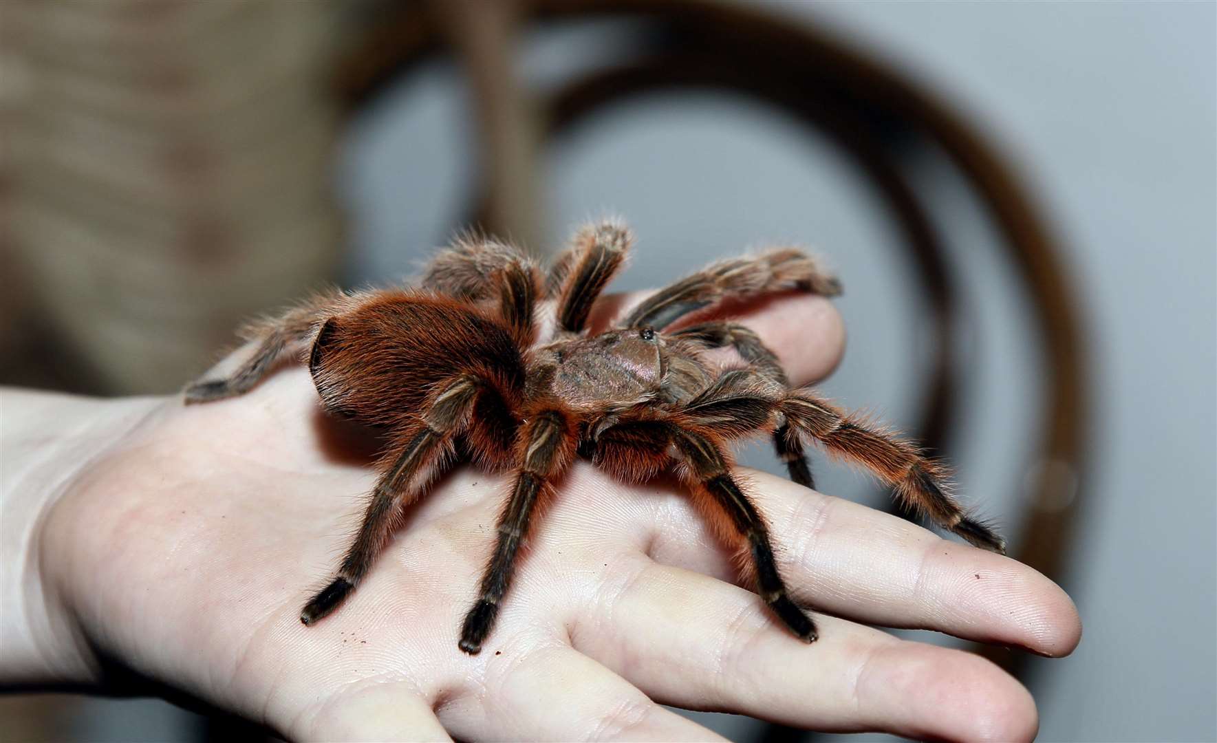 A tarantula. Stock image