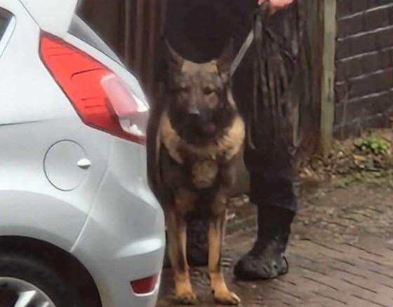 Police dogs have been spotted in Stanhope