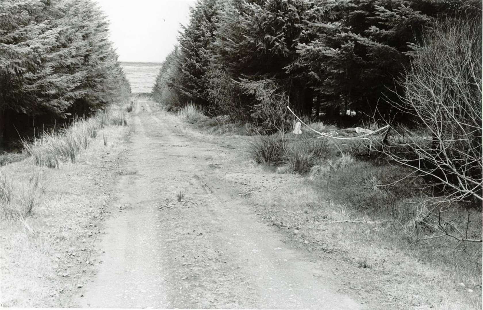 The scene at Ballypatrick Forest in Co Antrim where the body of 18-year-old Inga Maria Hauser was found on April 20 1988 (PSNI)