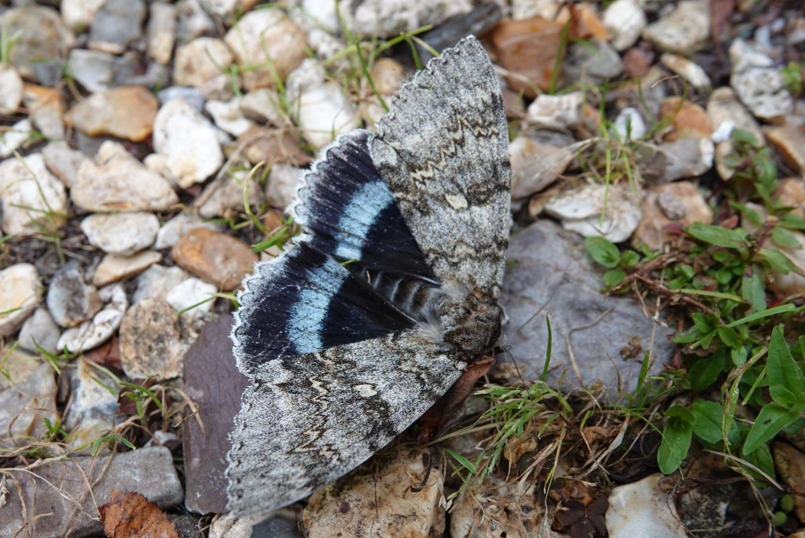 Clifden nonpareil is a rare underwing moth (Alex Raeder/National Trust/PA)