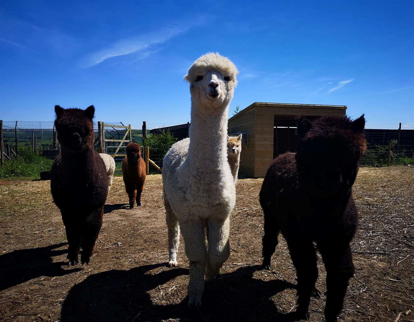 Eagle Heights Wildlife Foundation in Eynsford has alpacas at the site. Picture: Eagle Heights