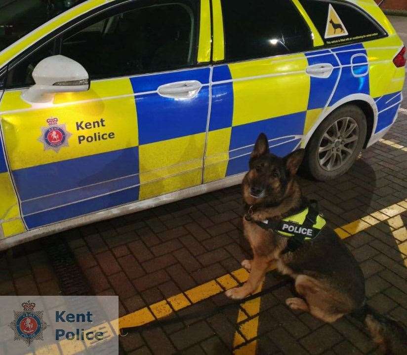 Police dog Piper was first to find the cocaine wraps
