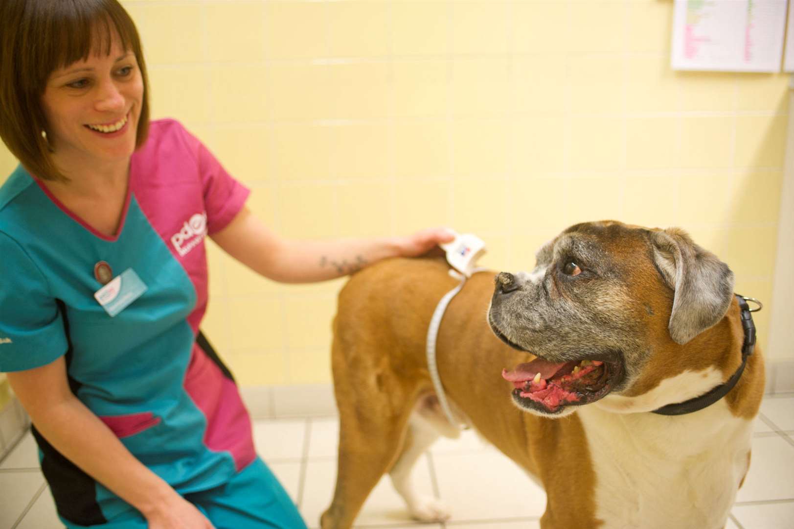 Bruce after losing a fifth of his body weight, with PDSA vet nurse Lorraine Everand