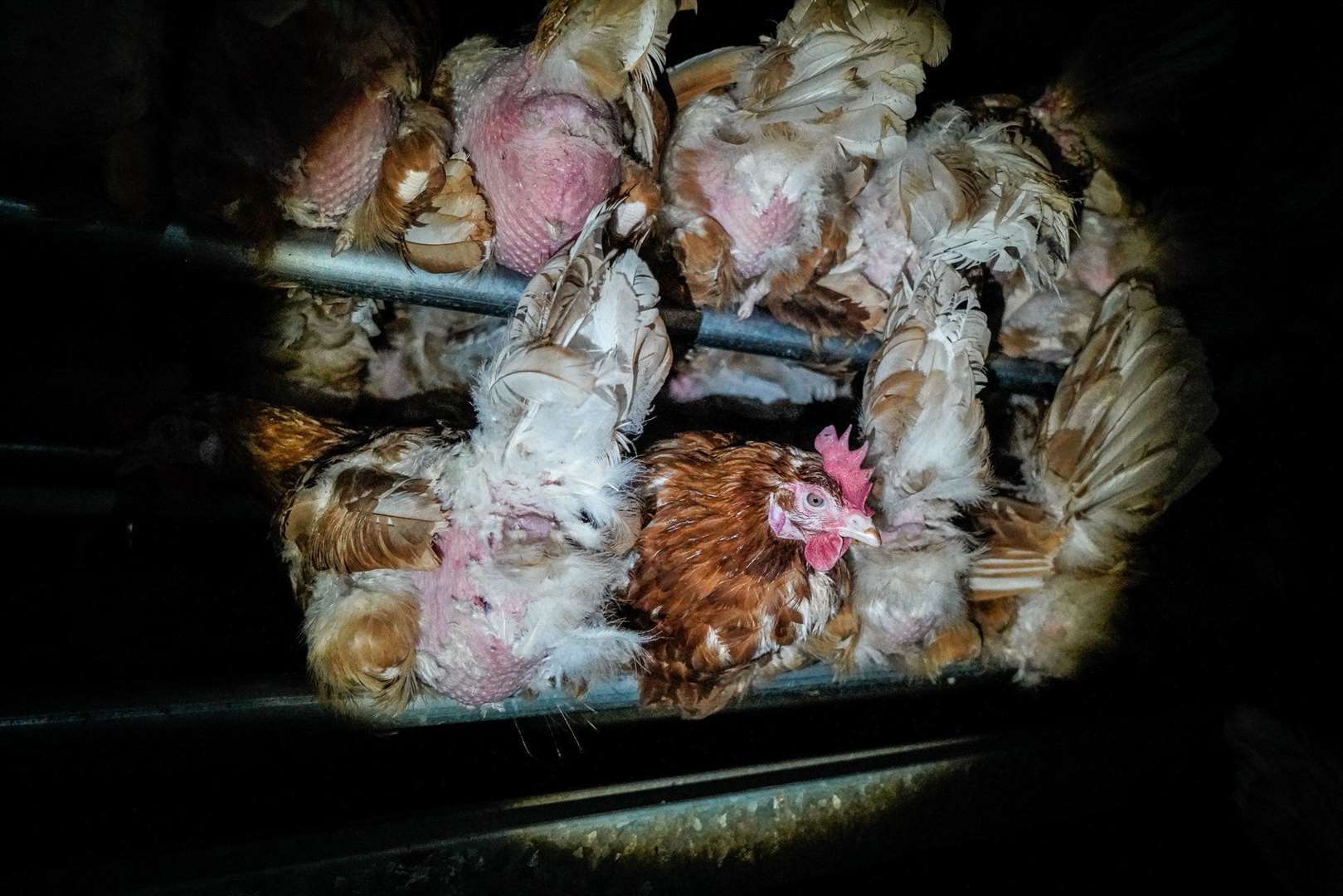 Tesco And Sainsburys In Kent Pull Eggs From Shelves After Shocking Footage Shows Dead Hens At 