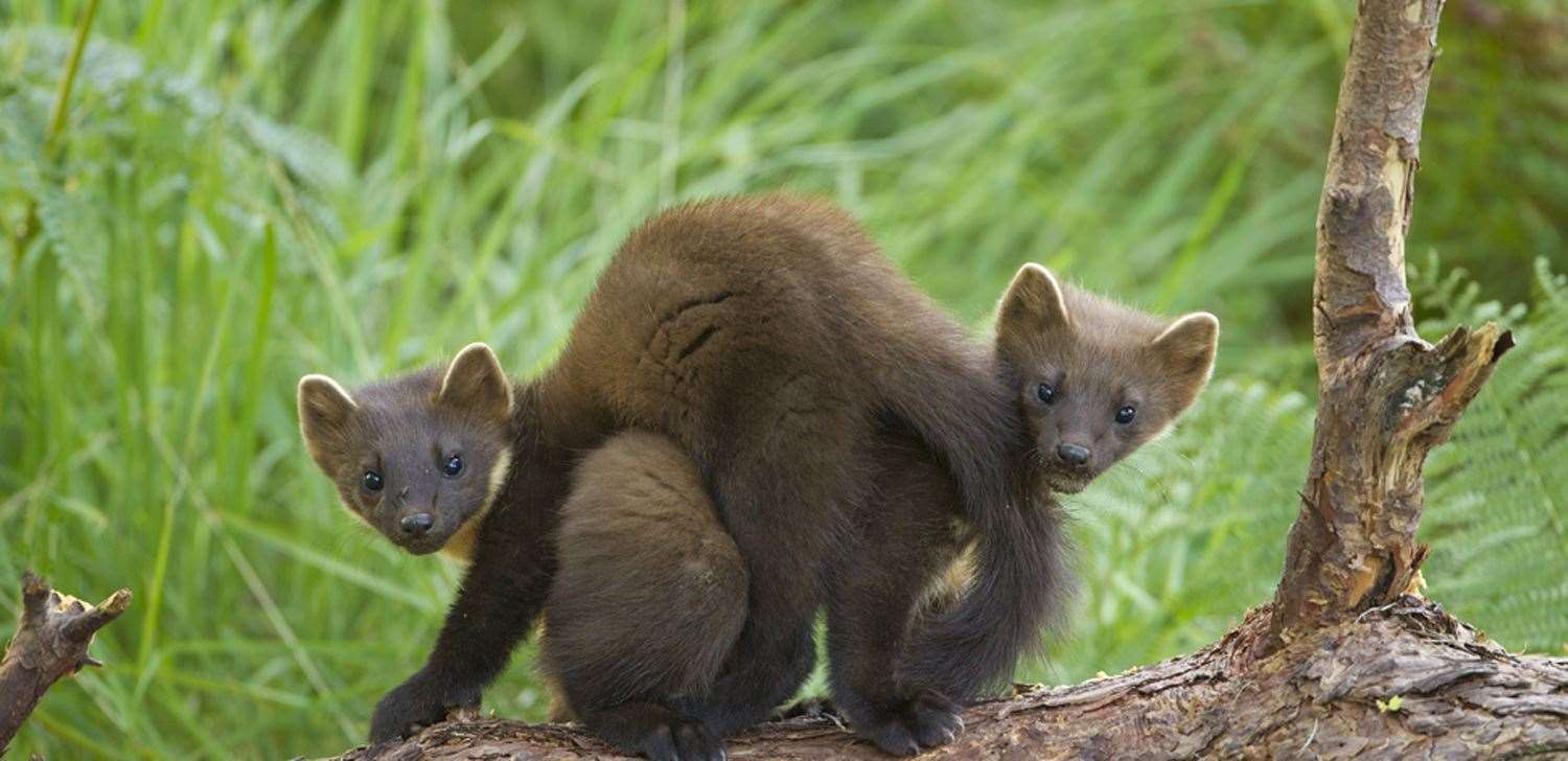 The first pine martens to be reintroduced to England have had kits (Forestry England/PA)