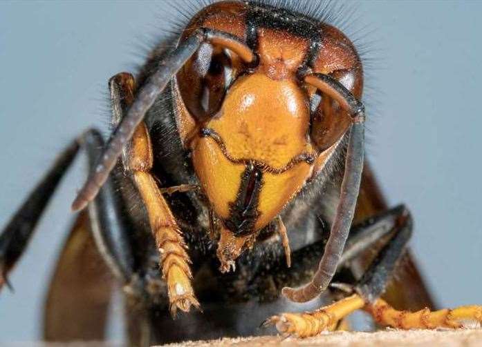 The Asian hornet. iStock image