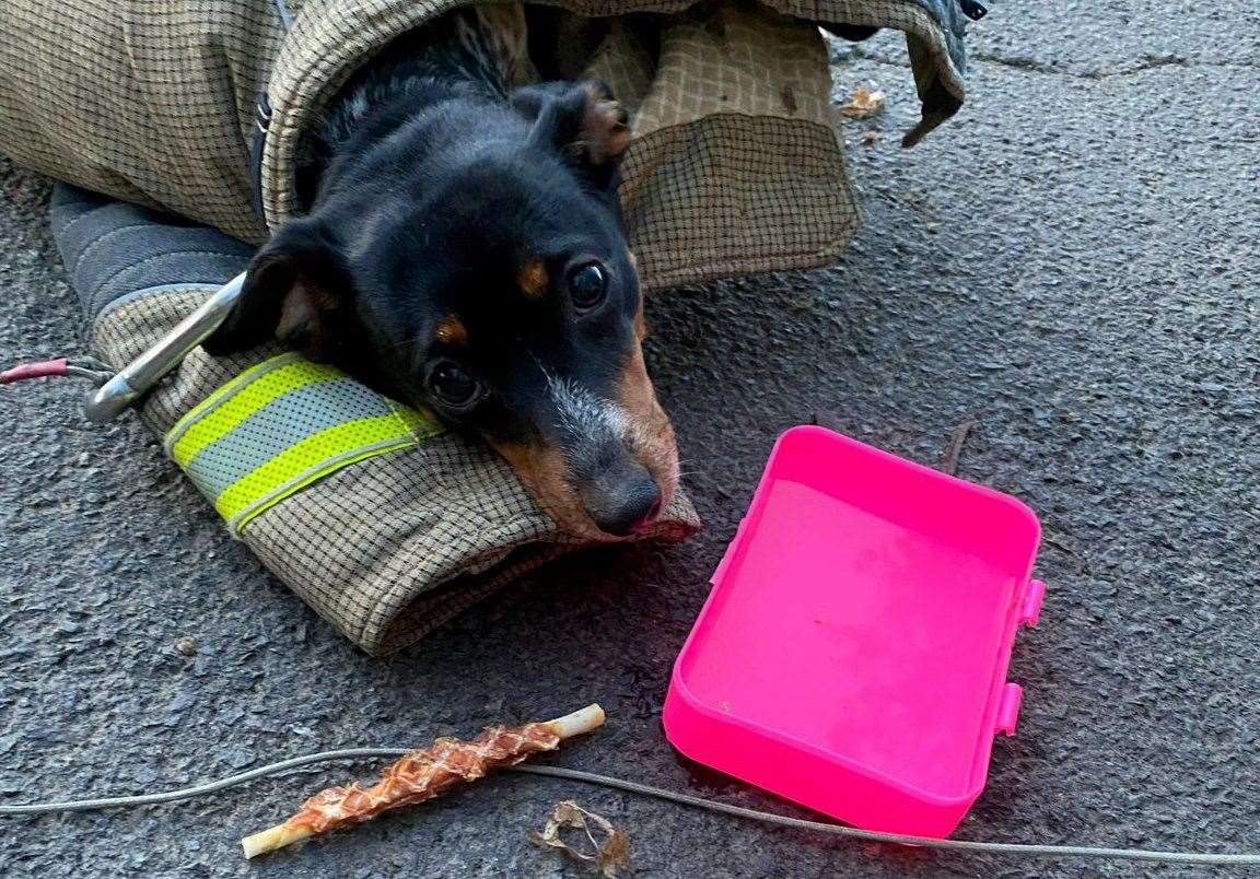 The pooch was given a treat and some water after her ordeal