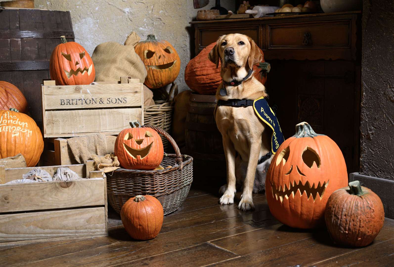 Guide dog puppies in training visit the London Dungeon to emphasise the importance of being extra mindful of dogs as they navigate the unpredictability of Halloween (Doug Peters/PA)