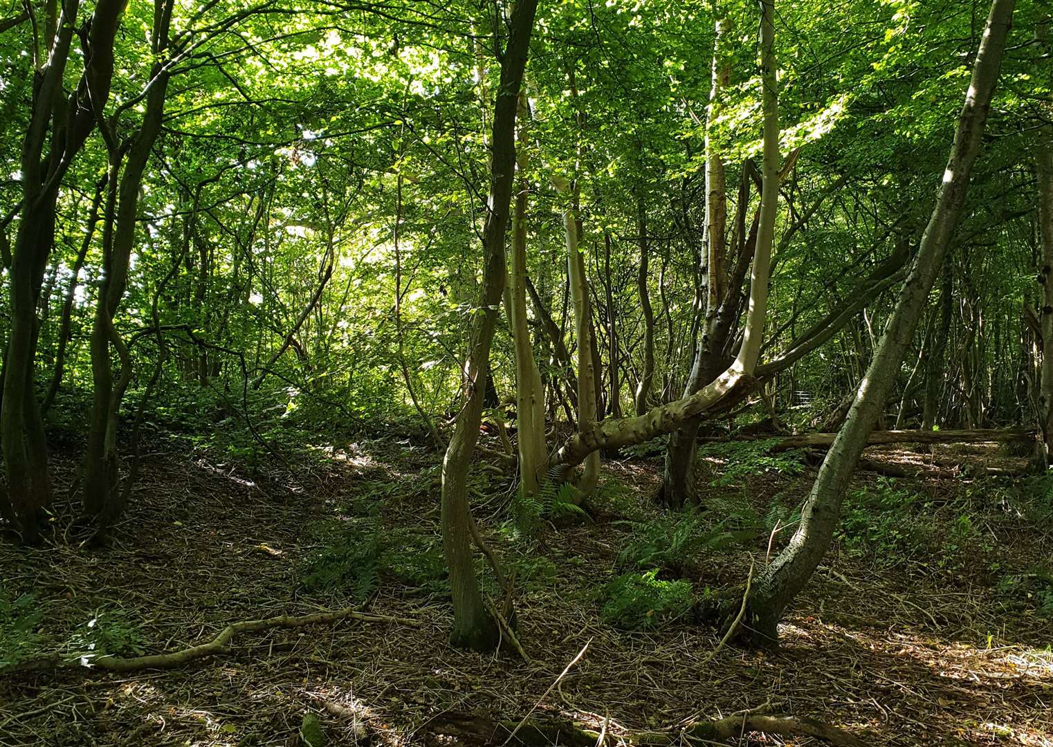 An untouched section of the woodland. Picture: Meg Lawrence