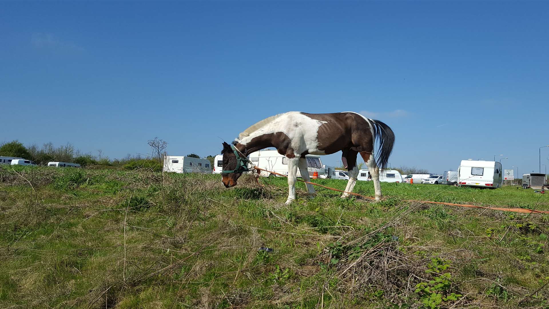 Several horses and a number of dogs can also be seen on the site