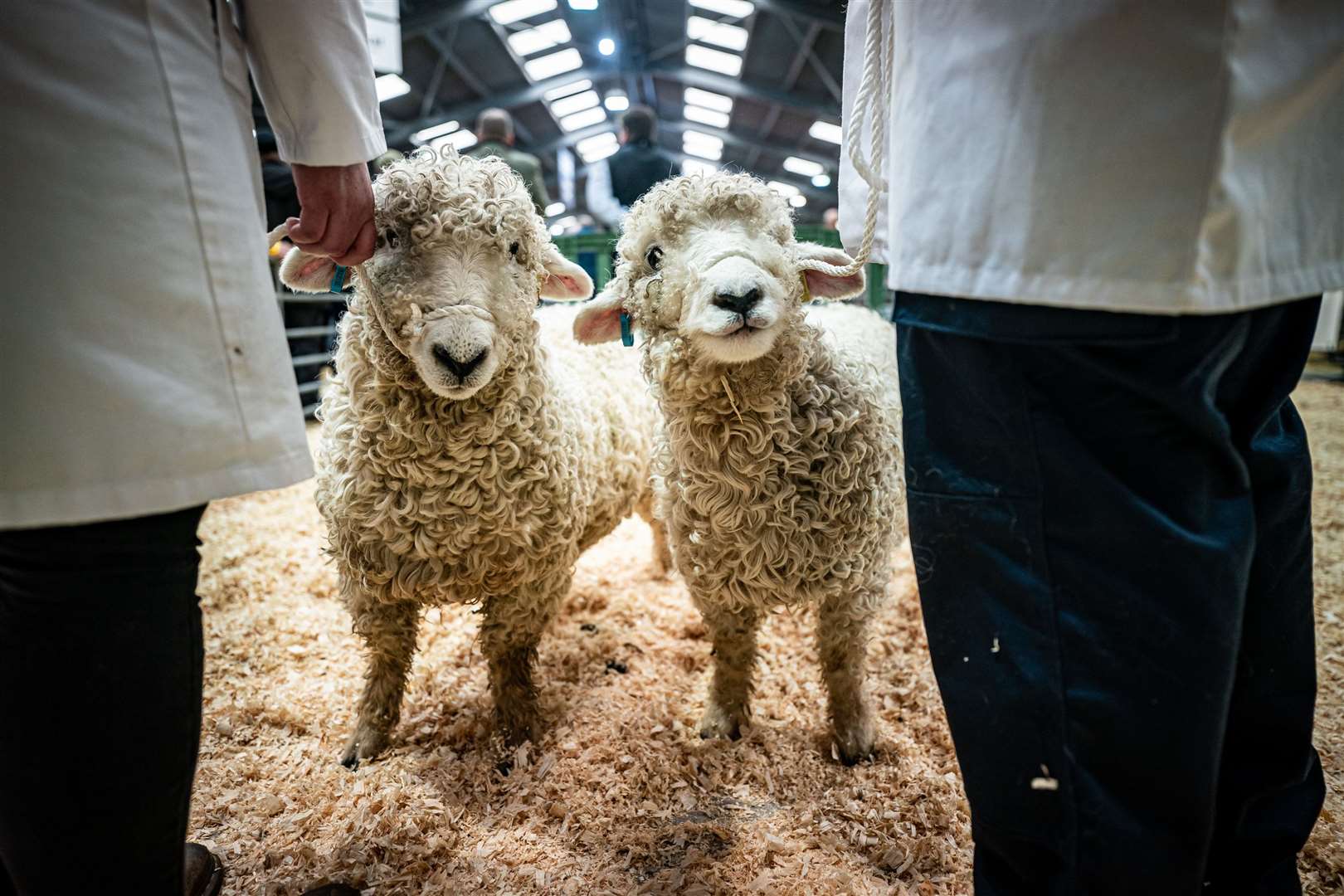 Sheep wait with their handlers in the show ring at the Cornish Winter Fair (Ben Birchall/PA)