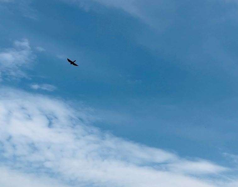 Rescuer Carly Ahlen nursed the bird back to health. Picture: Carly Ahlen