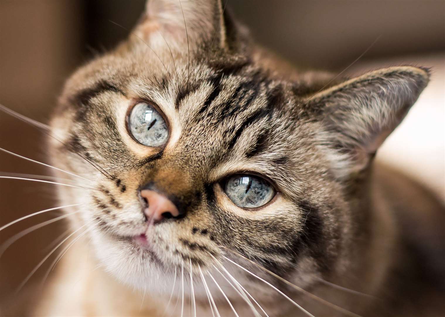 From June 10 it became law for all cats to have a microchip. Image: Stock photo.